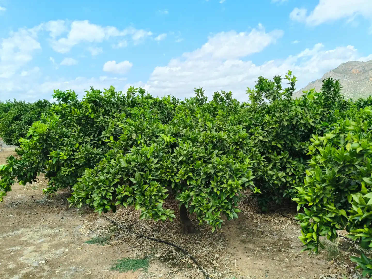 Rural land for sale in Partida Pla 42, imagen 14