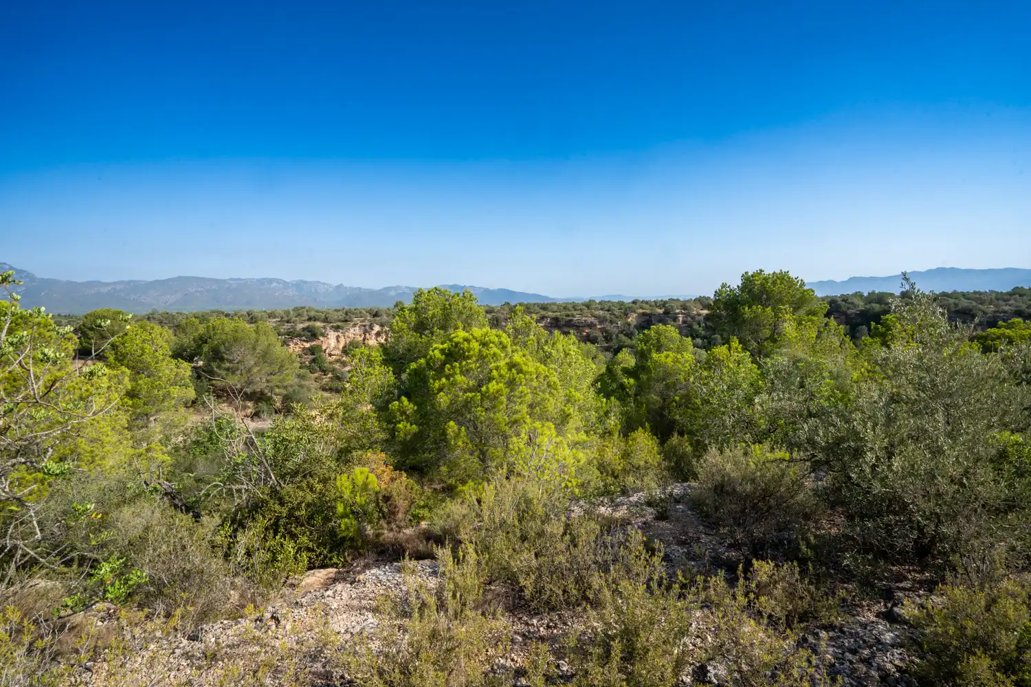Rural land for sale in Vinallop, imagen 10
