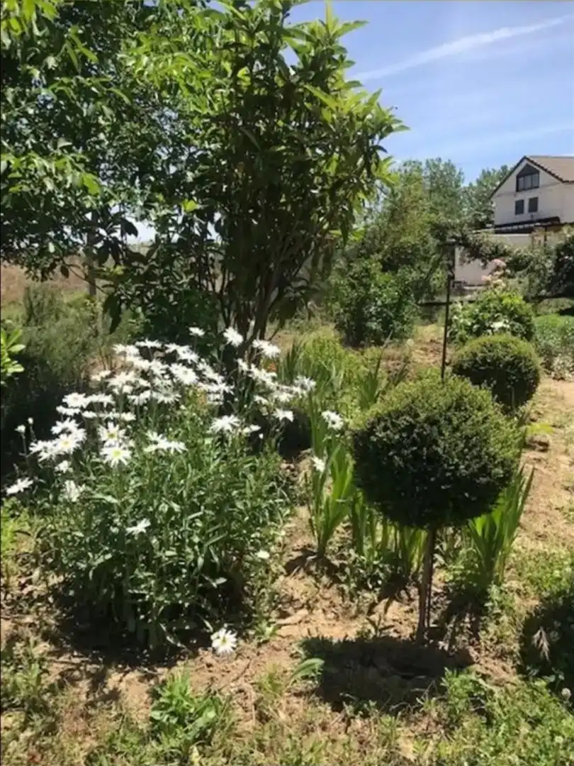 Jardí de Casa o xalet en venda en Palencia Capital