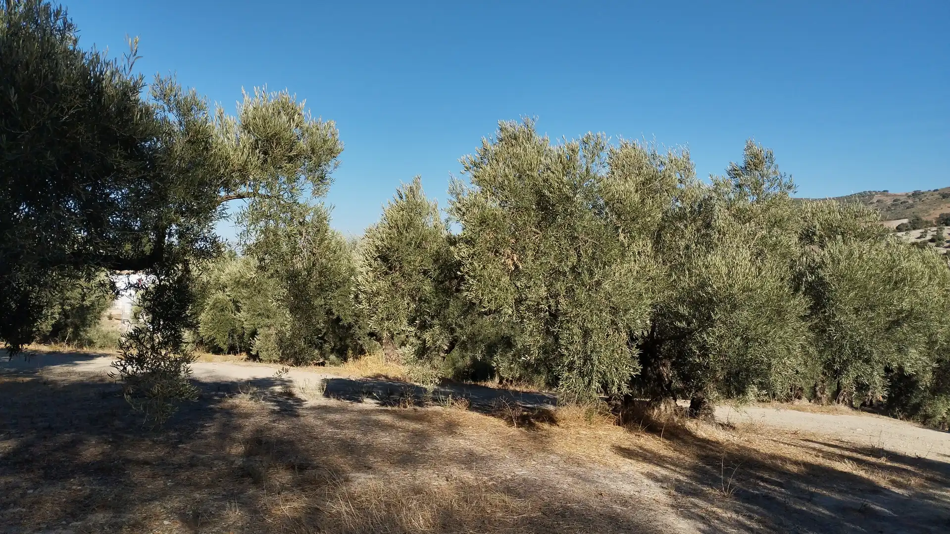Land for sale in Cabra