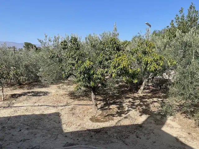 Land for sale in Pechina