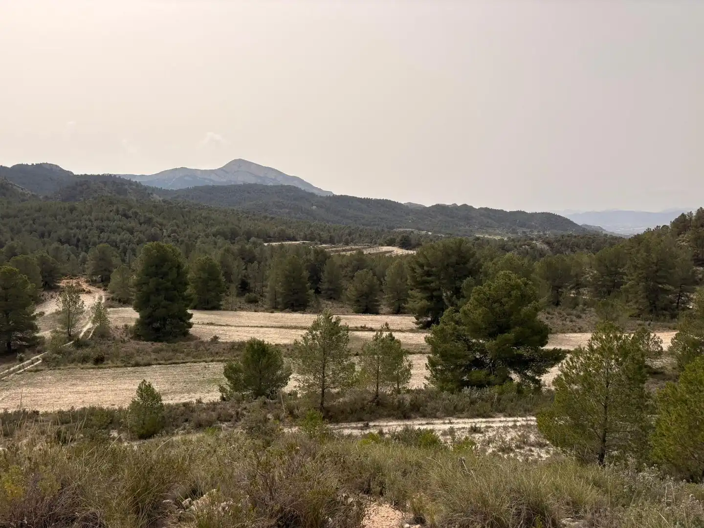 Terreno rustico in vendita a Petrer, imagen 3