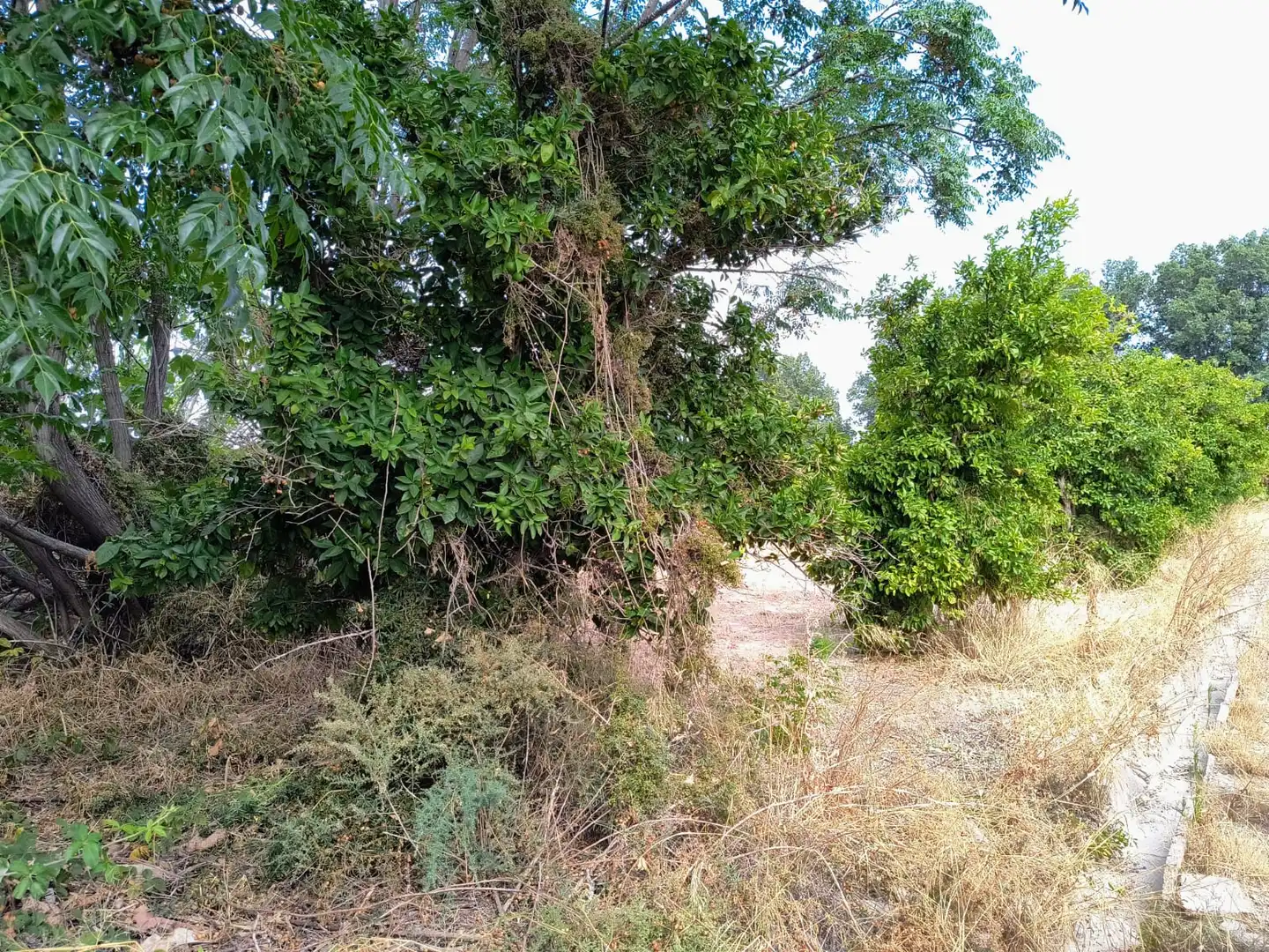 Terrenys i solars en venda a Pedanías Oeste, imagen 8