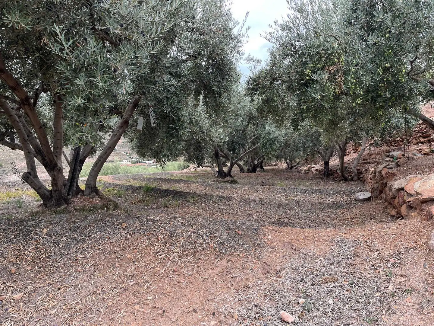 Terreno rustico in vendita a Calle Ronda, imagen 4