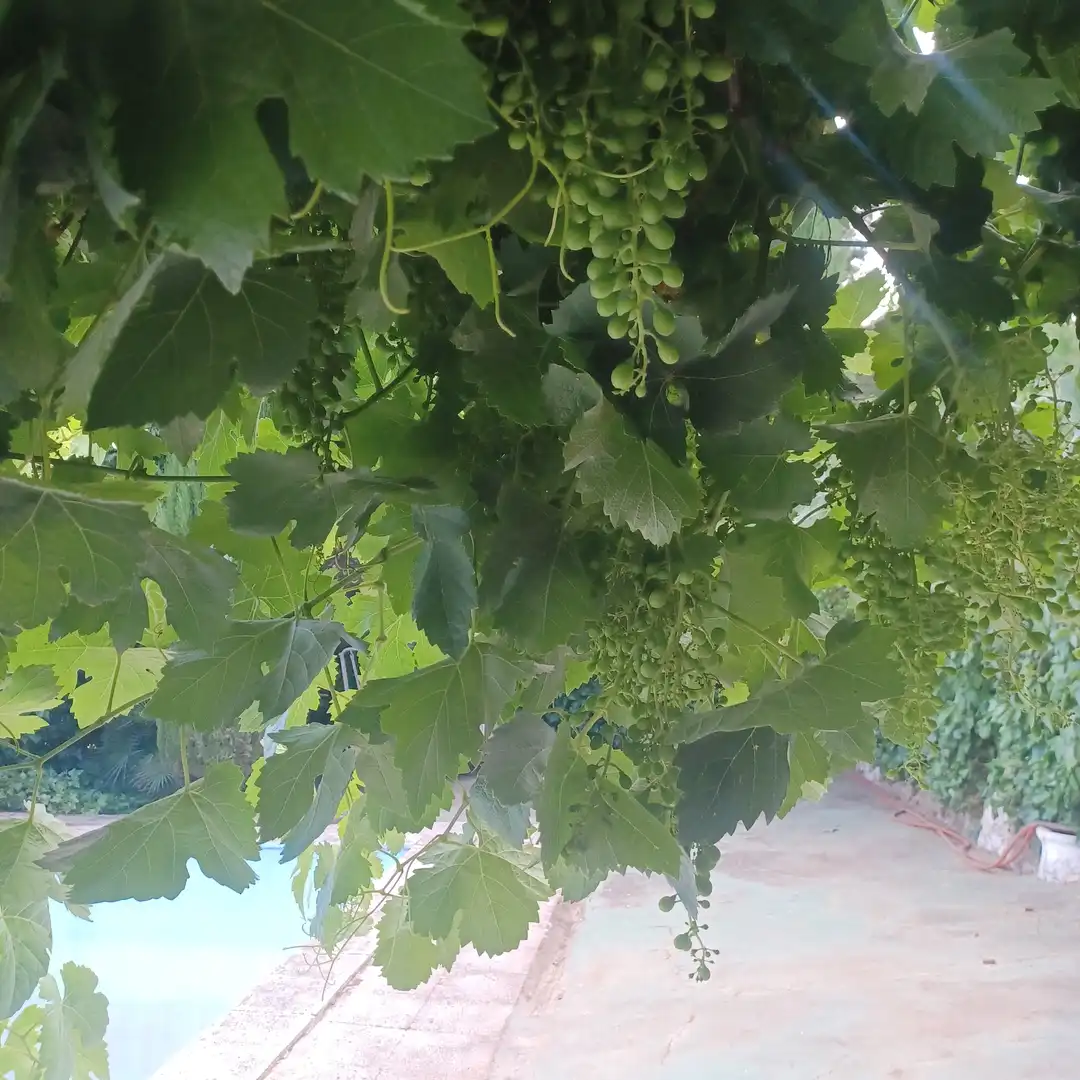 Vista exterior de Finca rústica en venta en Villanueva del Rosario con Jardín privado, Terraza y Trastero