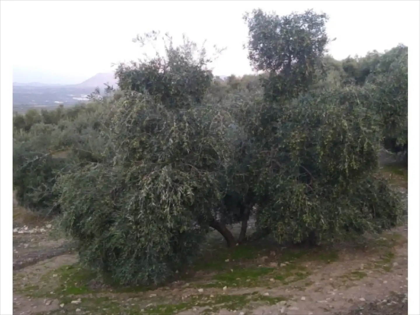 Terreno rustico in vendita a Cabra