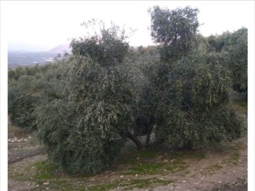 Terreno rustico in vendita a Cabra