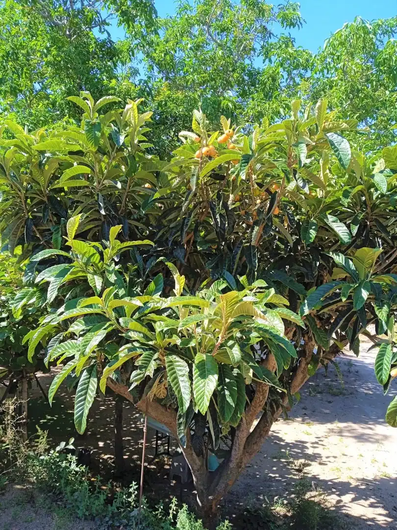 Garten von Residential zum Verkauf in L'Aleixar