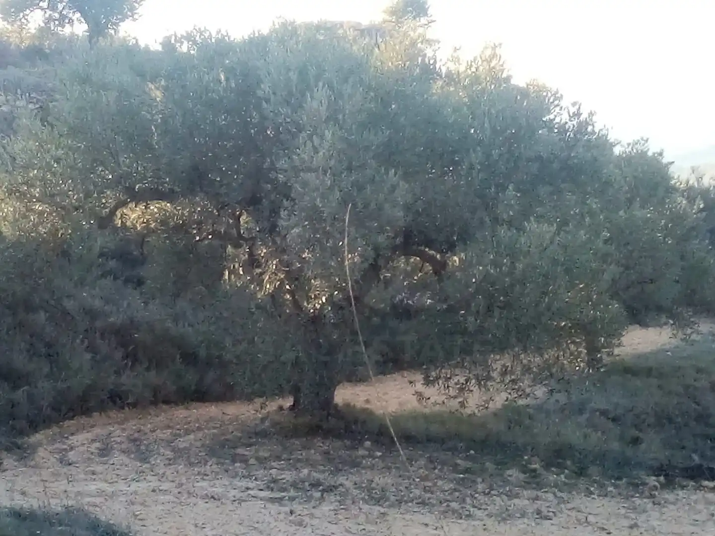 Terreny en venda en Riba-roja d'Ebre