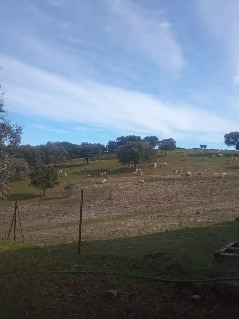 Exterior view of Land for sale in Cardeña