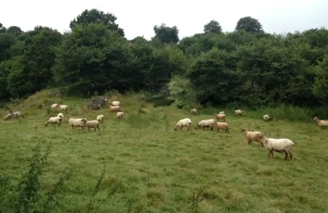 Terreno rustico in vendita a Corvera de Toranzo, imagen 8