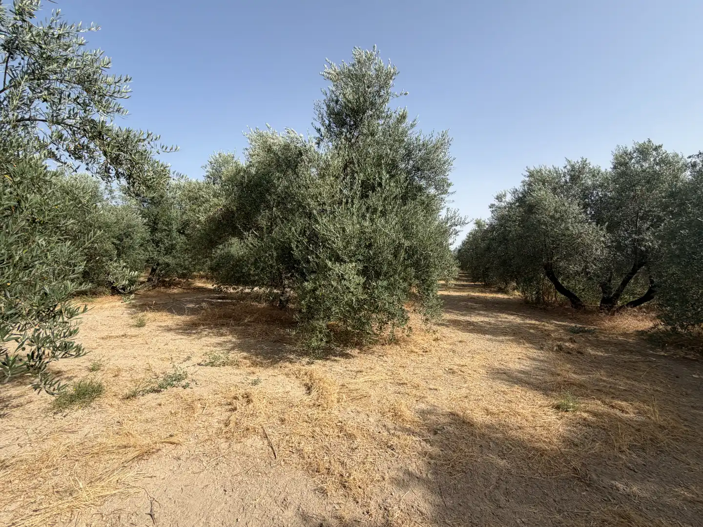 Terrenos y solares en venta en Carretera de Circunvalación 55D