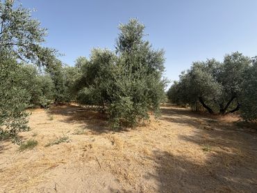 Terreno rustico in vendita a Carretera de Circunvalación 55D