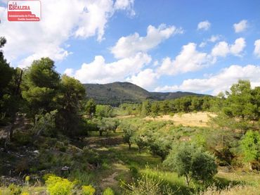 Terreno rustico in vendita a Ibi