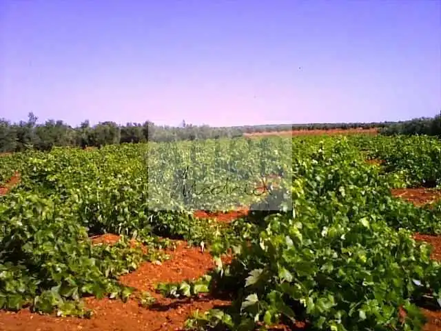 Terreni e lotti in vendita a Cózar