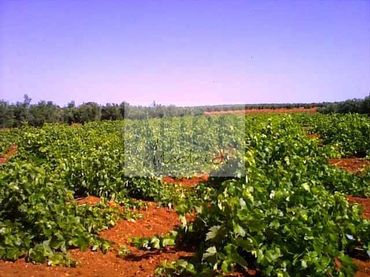 Terreni e lotti in vendita a Cózar