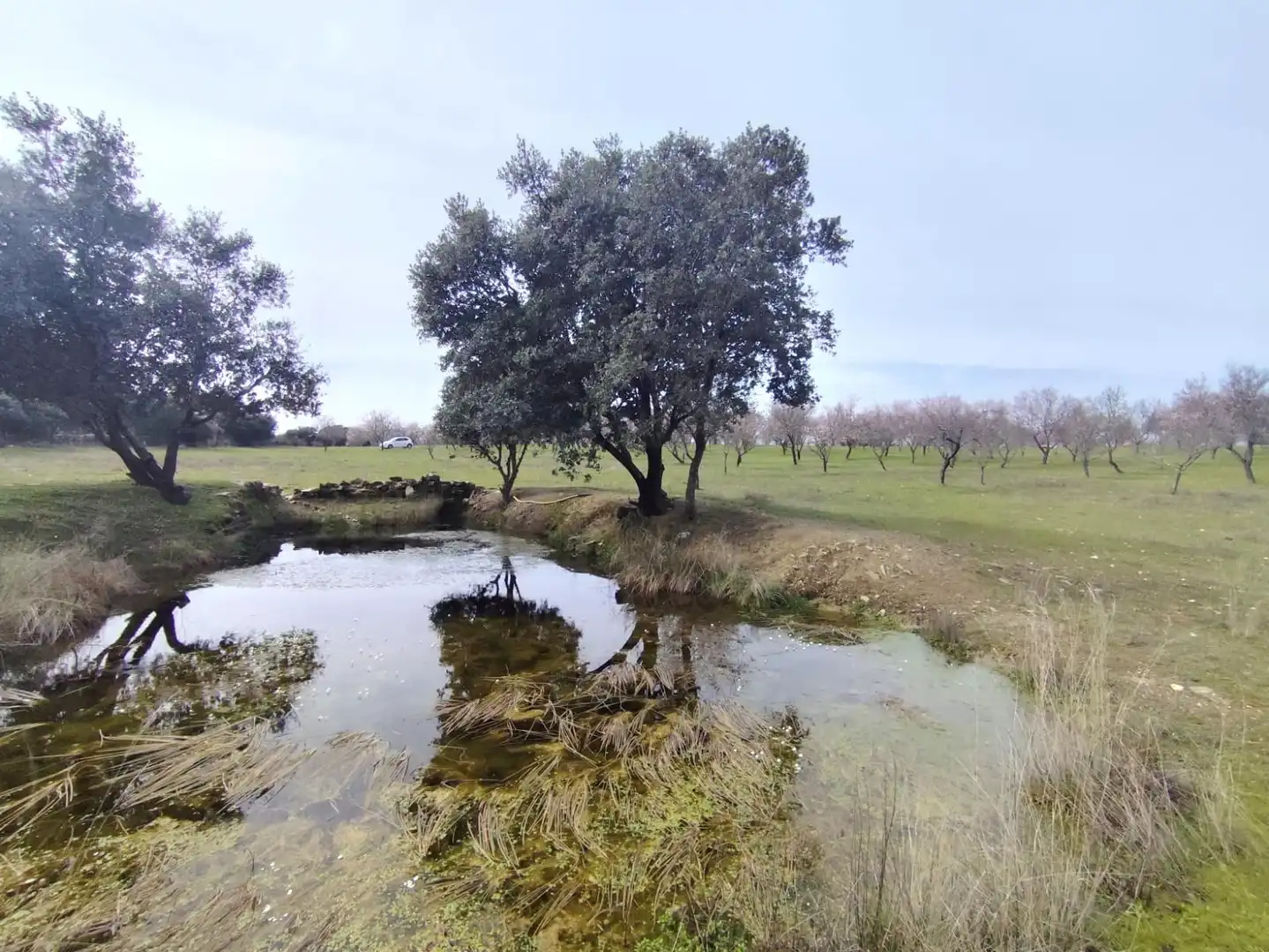 Finca rústica en venta en Malpartida de Plasencia con Piscina