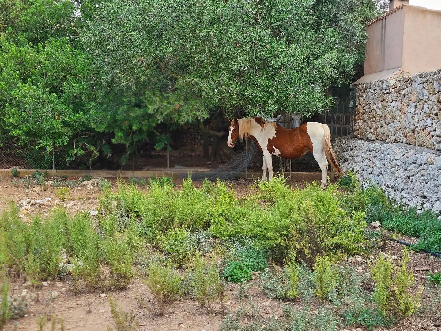 Jardí de Casa o xalet en venda en Lloret de Vistalegre amb Aire condicionat, Traster i Piscina