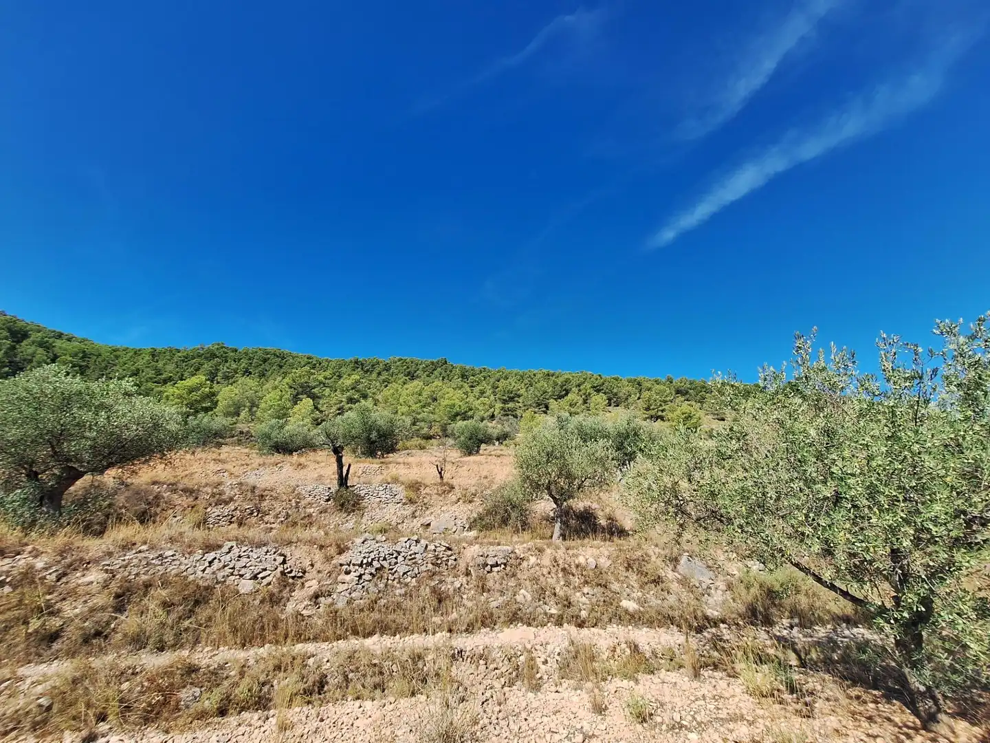 Rural land for sale in Castalla, imagen 9