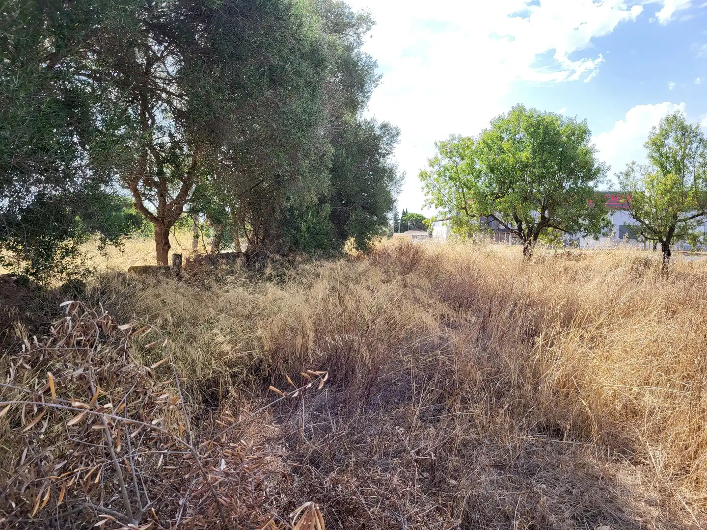 Terrain rustique à vendre à Polígono 2 Parcela 1, imagen 18