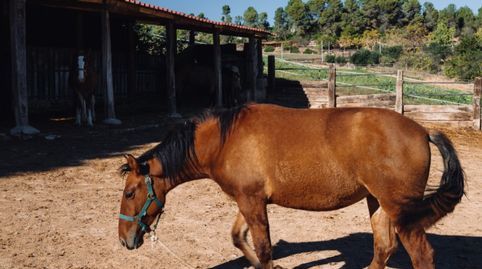 Foto 3 de Finca rústica en venta en Camí de Can Ximelis, Can Fatjó - Sant Jordi Park - Plana del Castell, Rubí