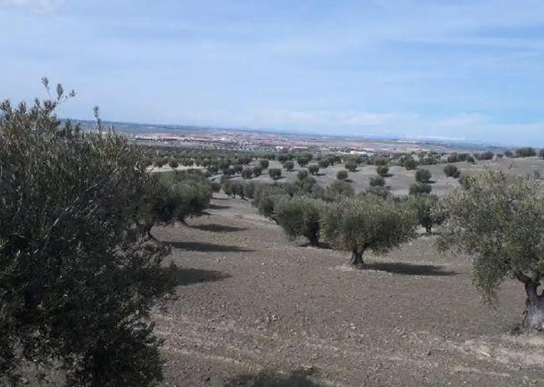 Terreny rústic en venda a Alameda de la Sagra, imagen 2