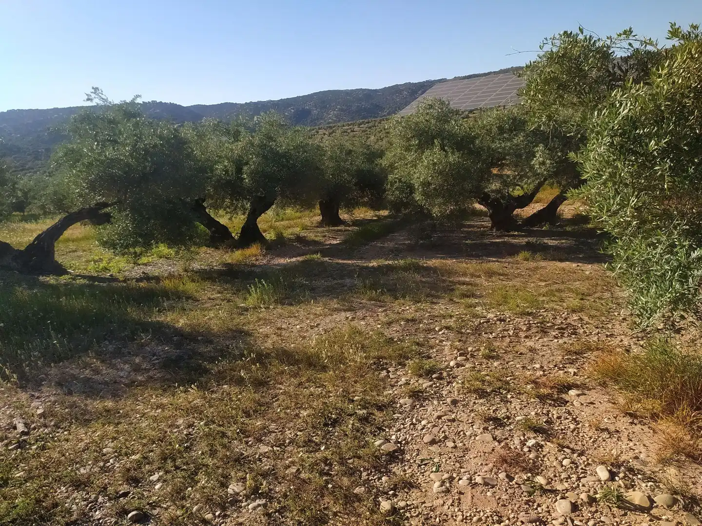 Terreni e lotti in vendita a Villanueva de la Reina