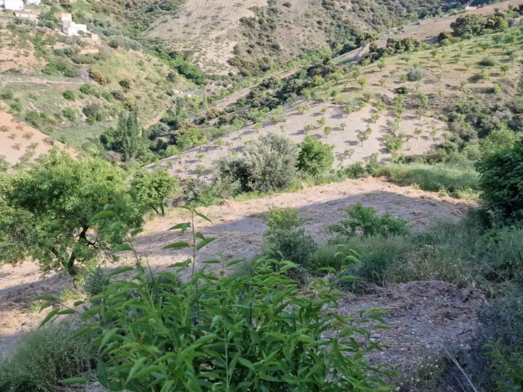 Land for sale in Cástaras