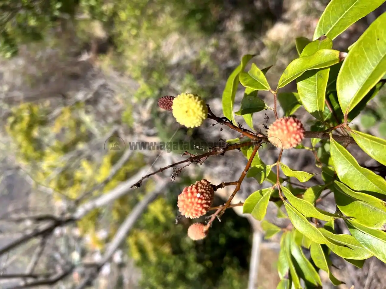 Jardín de Finca rústica en venta en Vallehermoso con Aire acondicionado, Calefacción y Jardín privado