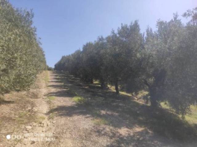 Terreno en Venta en TERMINO DE BAENA  en Baena