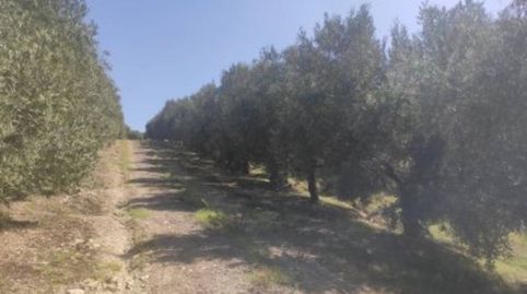 OLIVAR MARTEÑO 8X4