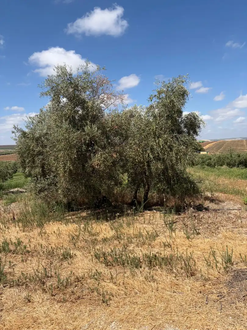 Terreno rustico in vendita a Santaella, imagen 5