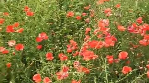 Photo 4 of Country house for sale in Melgar de Fernamental, Burgos