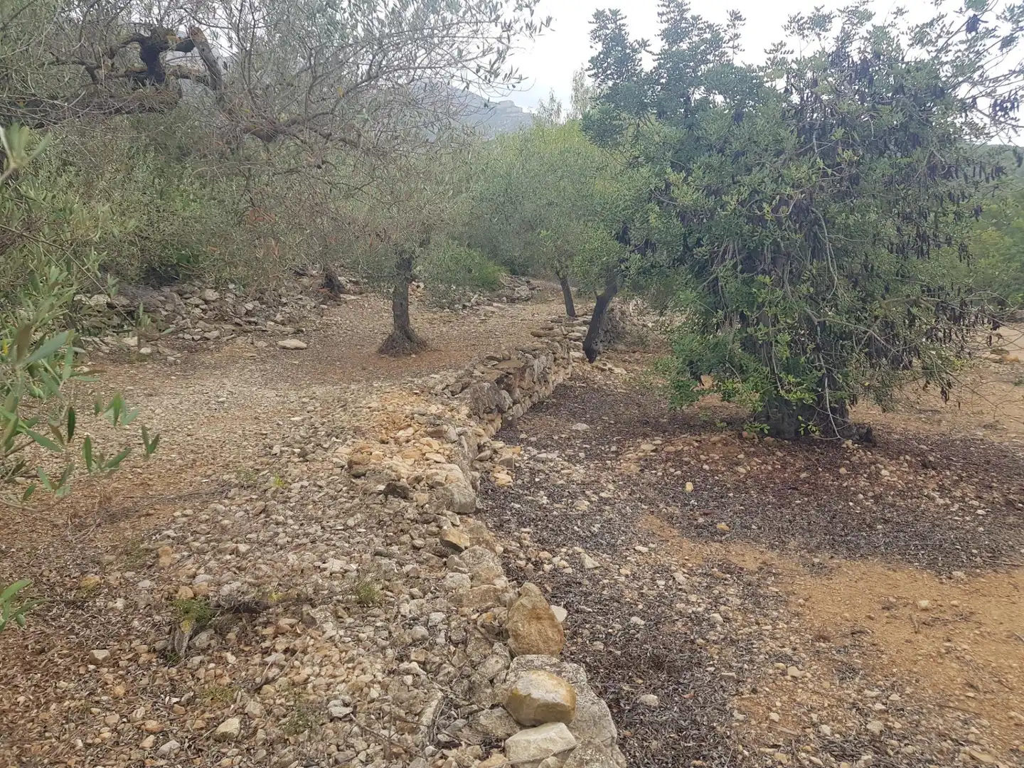 Rural land for sale in Alcanar, imagen 4