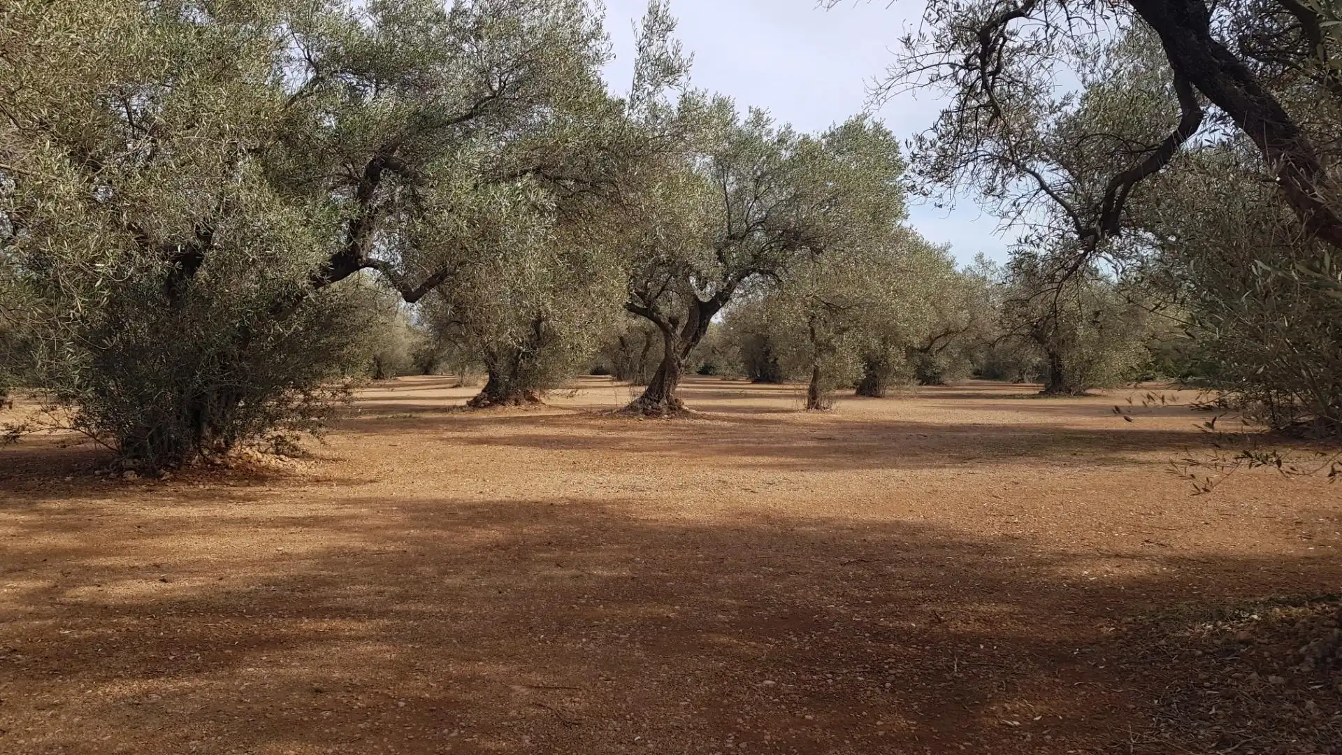Finca rústica en venta en Mas de Barberans