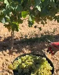 Terreny rústic en venda a La Ràpita, imagen 2