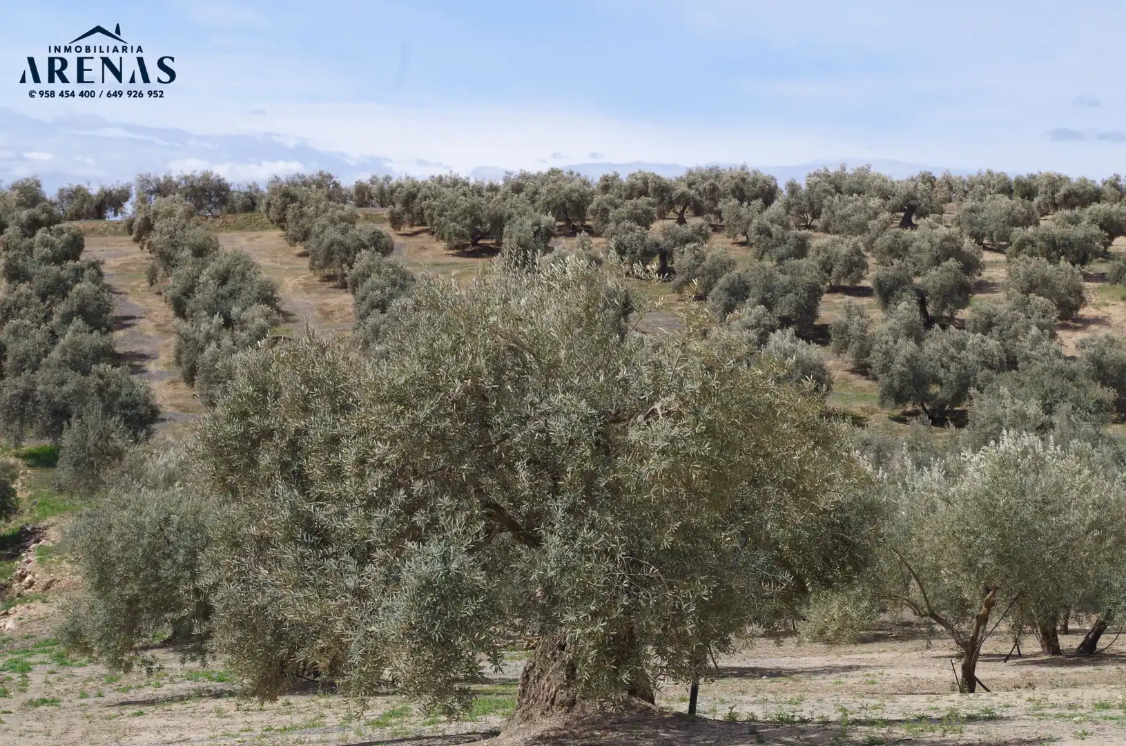 Residential land for sale in Íllora, imagen 2