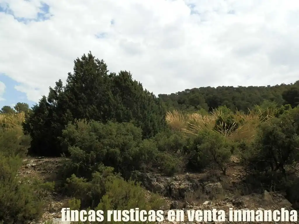 Rural land for sale in Chinchilla de Monte-Aragón, imagen 15
