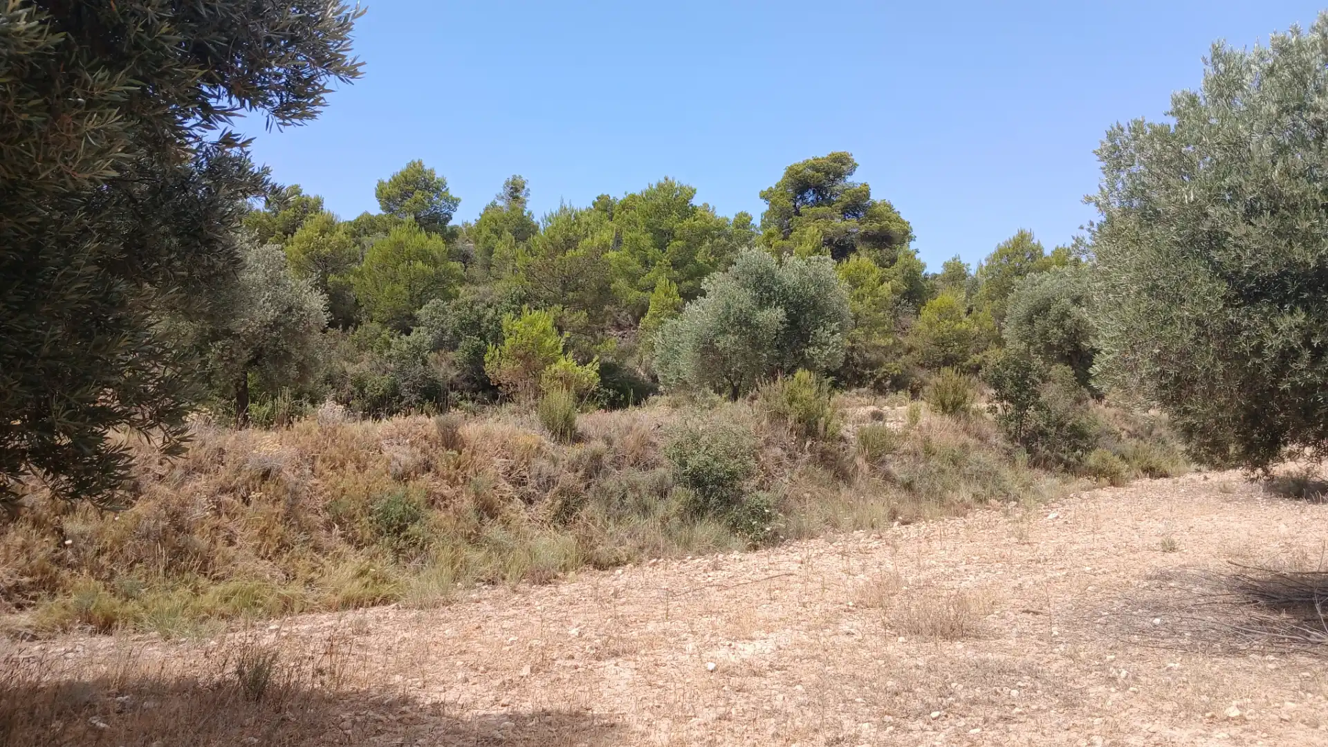 Terreno en venta en Torrevelilla, Teruel