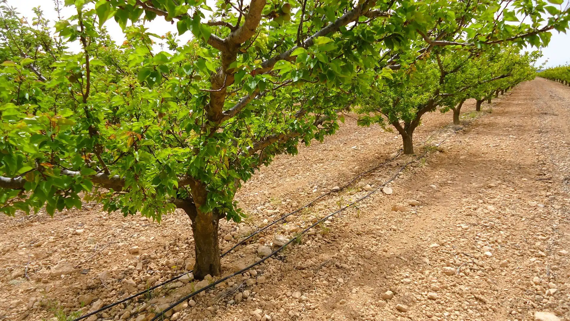 Grundstücke und Bauplätze zum Verkauf in Yecla, imagen 4