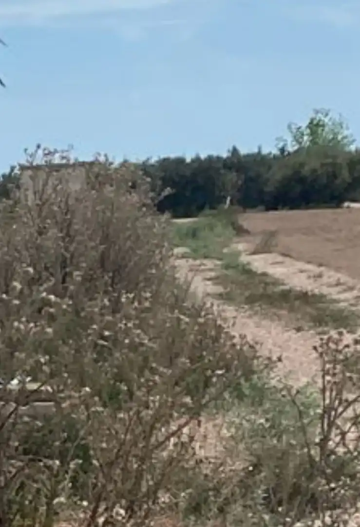 Rural land for sale in Las Bayas, imagen 3