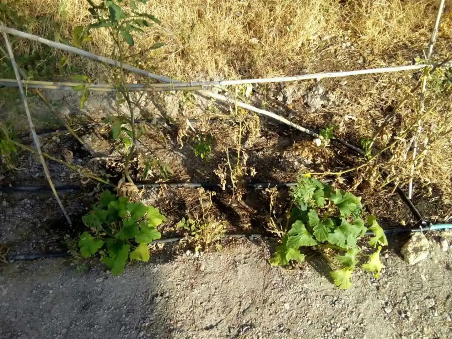 Terreno en venta en Pedanías Este