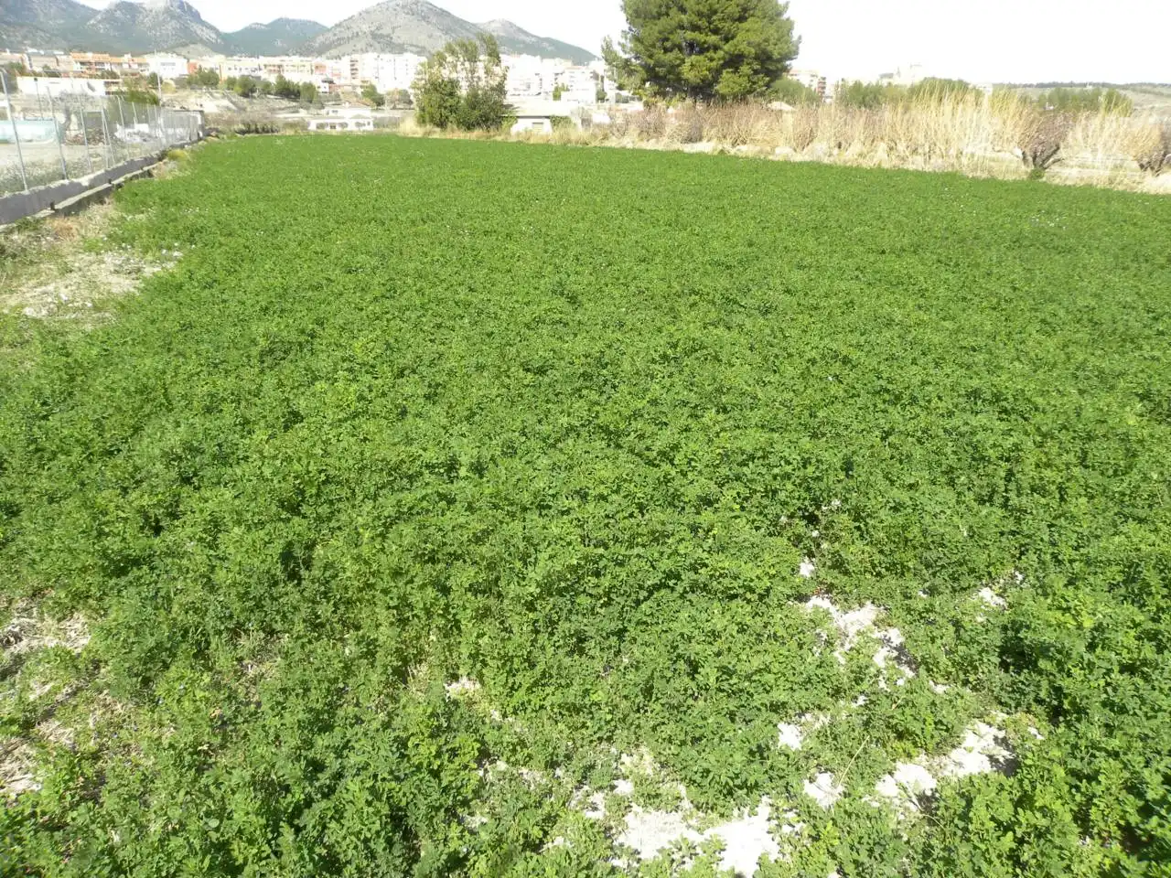 Residential land for sale in Caravaca de la Cruz, imagen 9