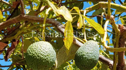 Foto 3 de Finca rústica en venda a N/a, -1, Frigiliana, Málaga