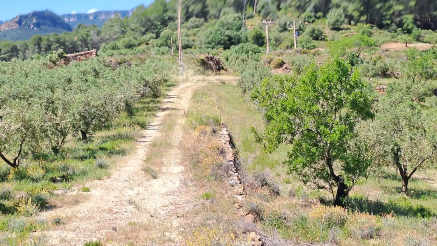 Finca rústica en venda en Riudecanyes