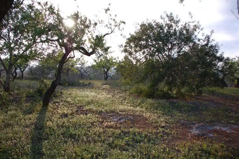 Finca rústica en venda en El Perelló