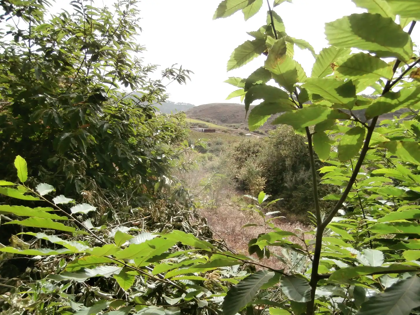 Finca rústica en venta en Camino Lomo el Marco, 41, Moya (Las Palmas)