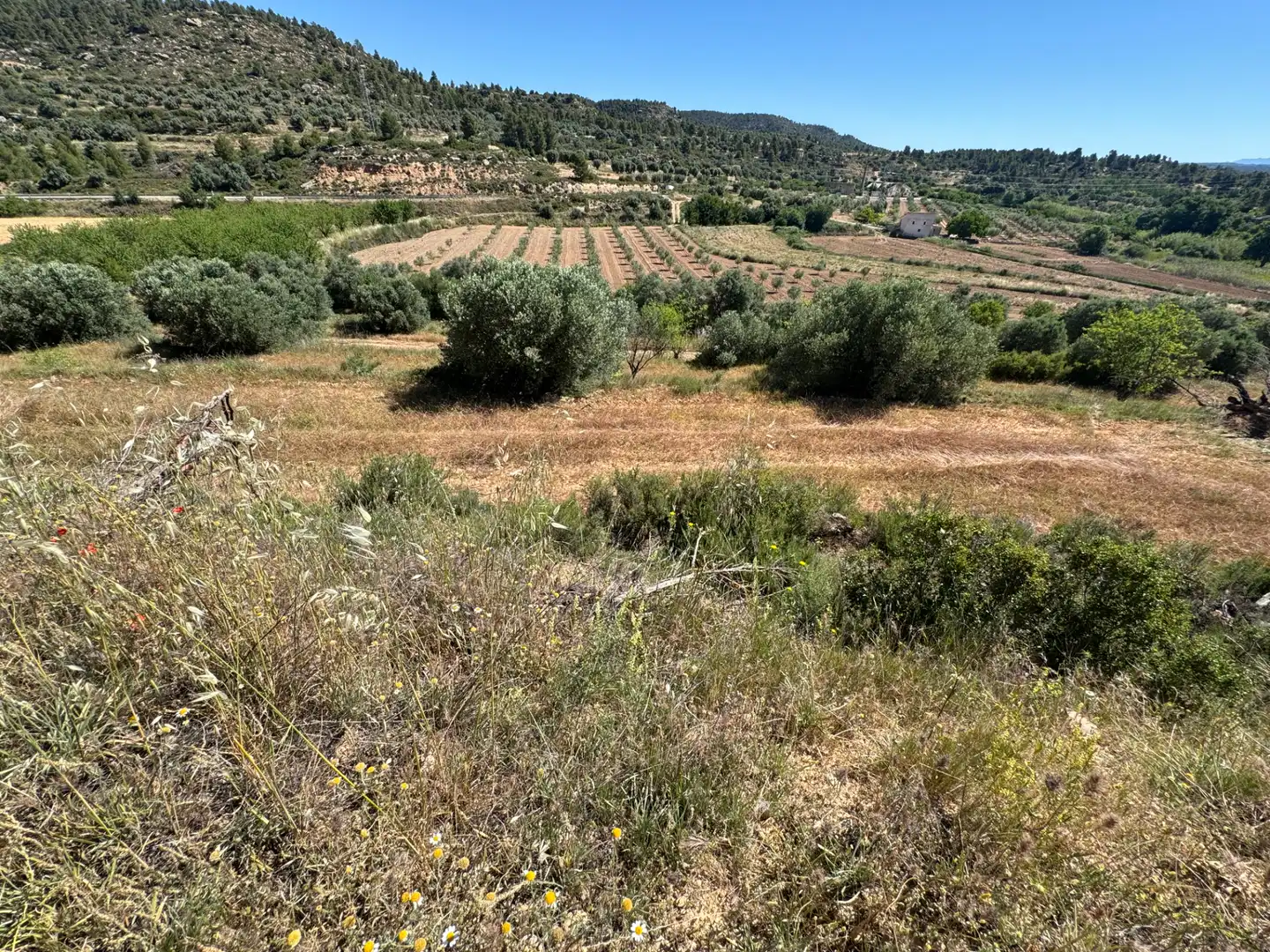 Terreno rustico in vendita a Avenida Virgen de Gracia 17B