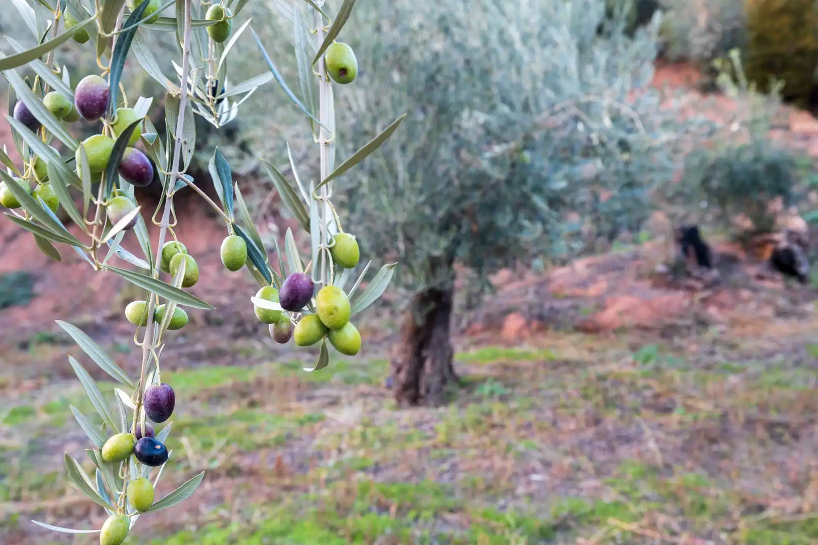 Jardí de Casa o xalet en venda en Cogollos de la Vega