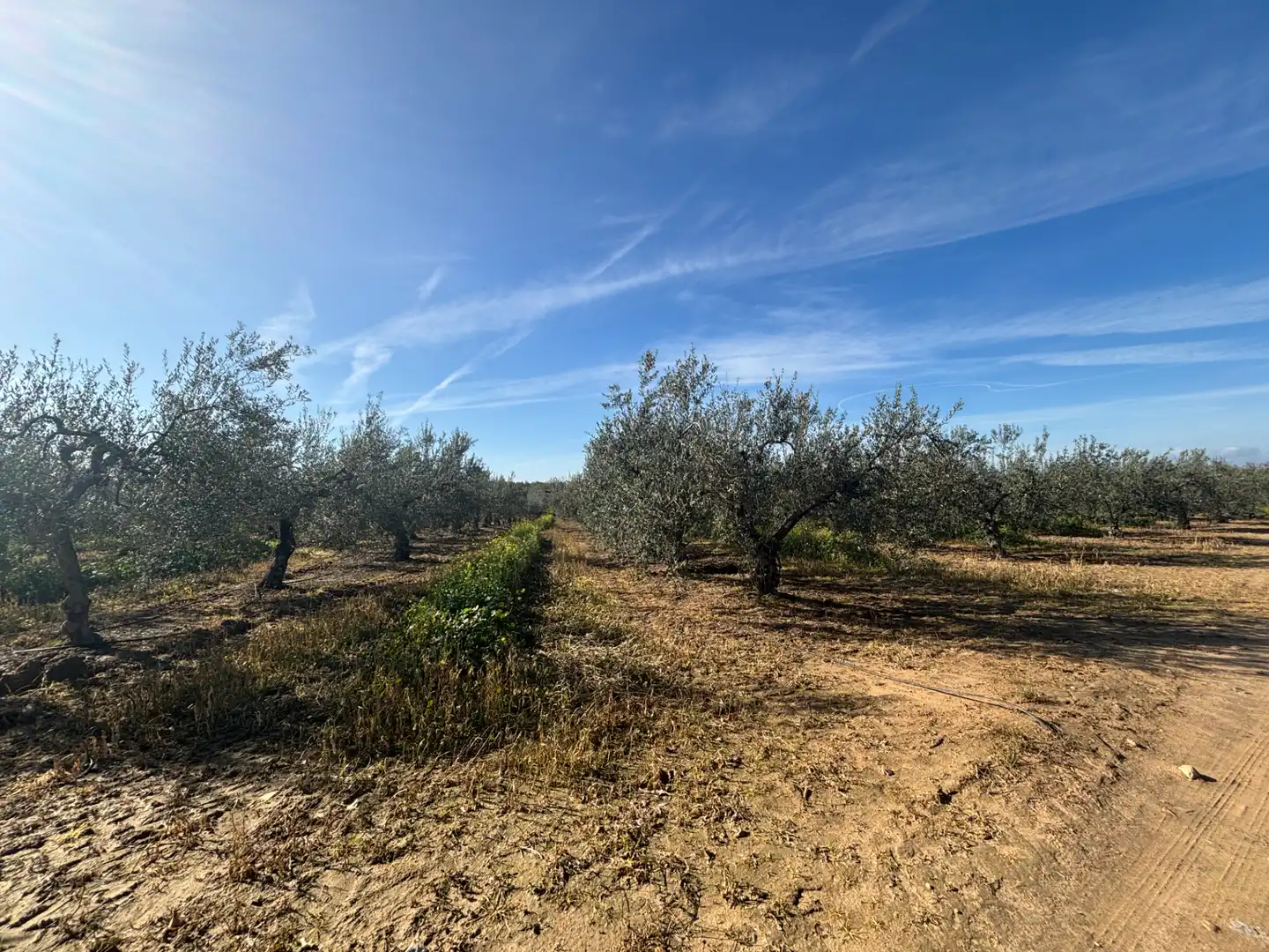 Land for sale in Sanlúcar la Mayor